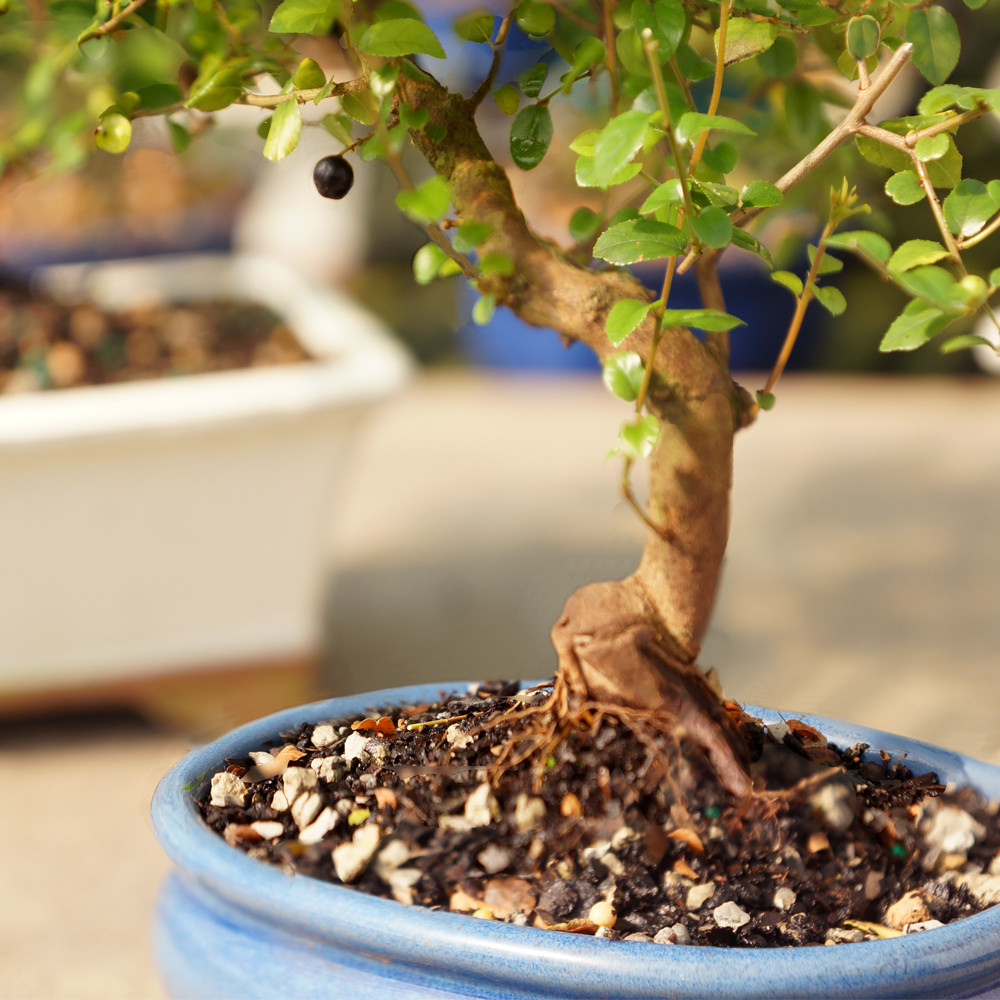 Chinese Sweet Plum trunk view 