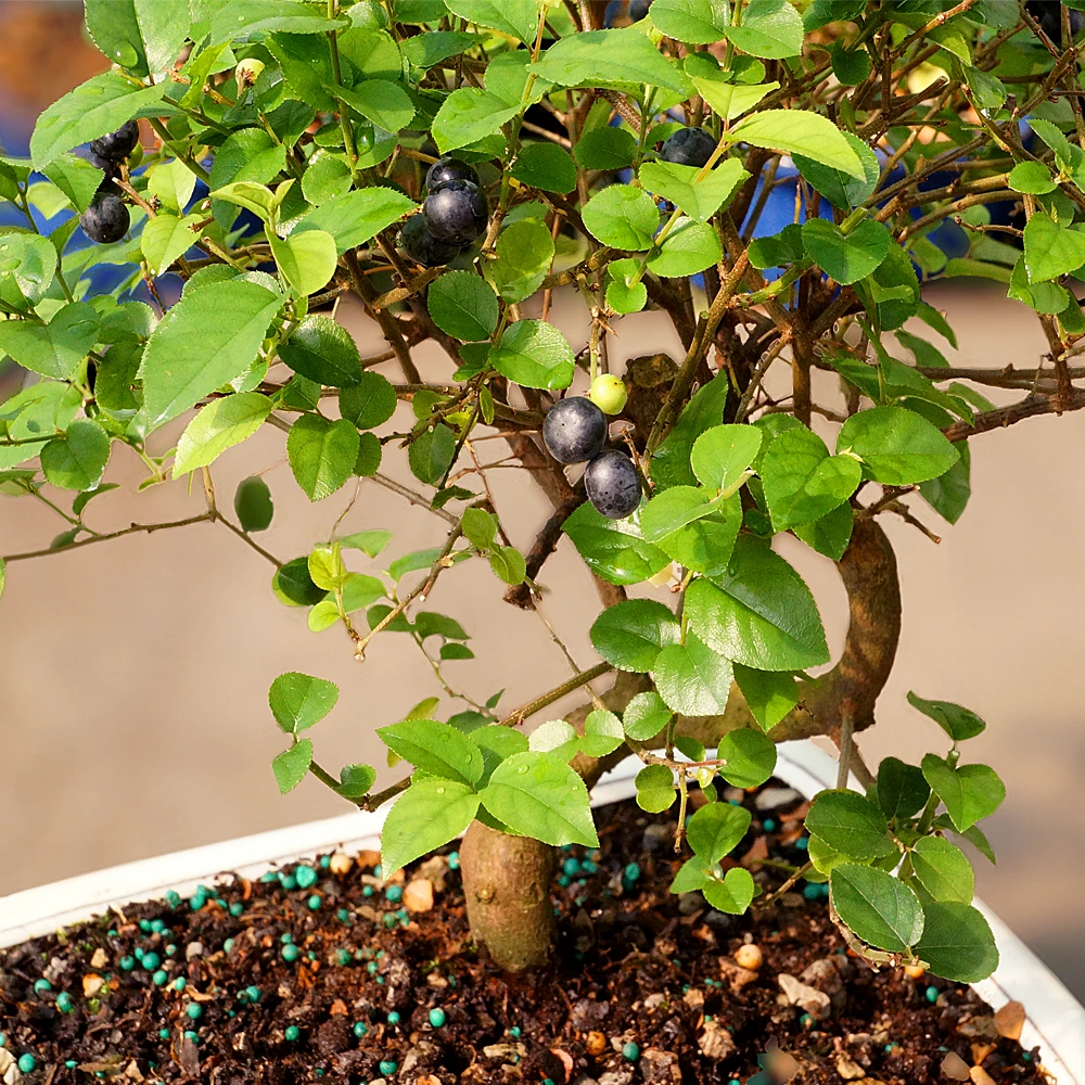 Chinese Sweet Plum foliage view