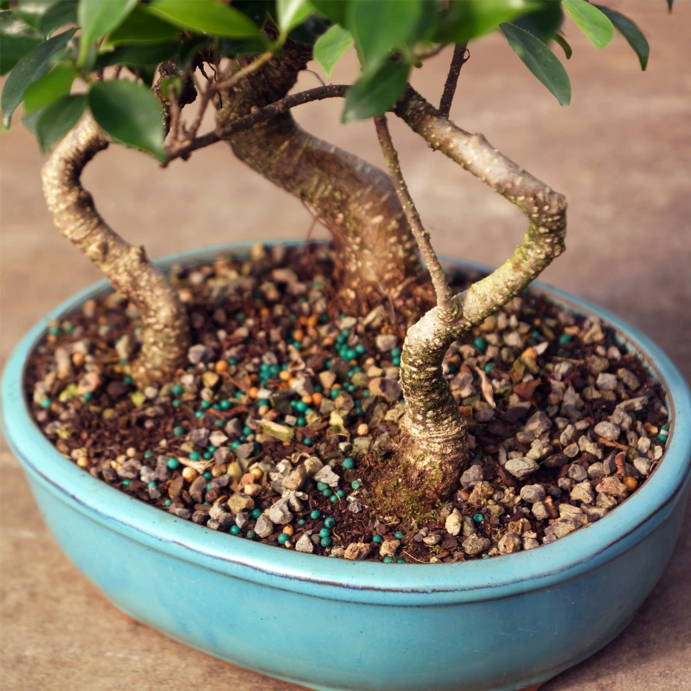 A small bonsai tree featuring vibrant green leaves, elegantly displayed in a blue pot