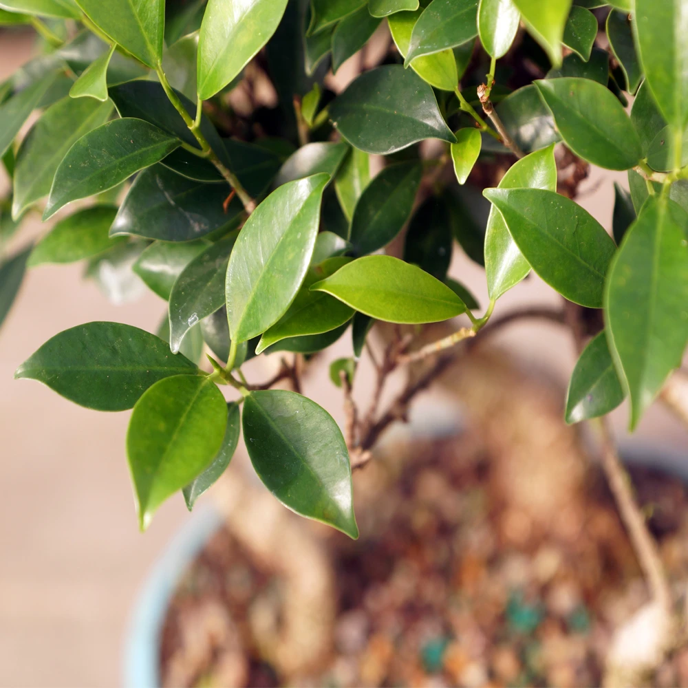 A small potted plant with ripe blueberries growing on its branches