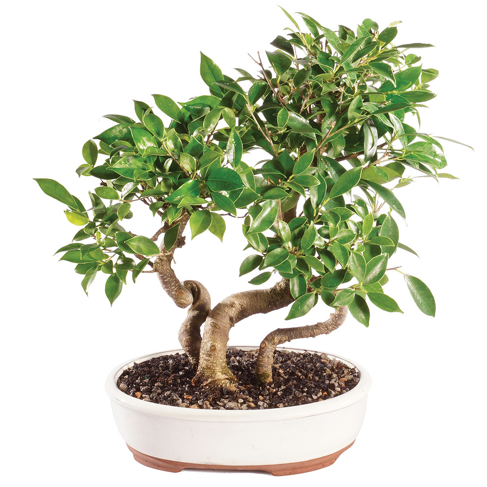 Golden Gate Ficus Grove in ceramic container 