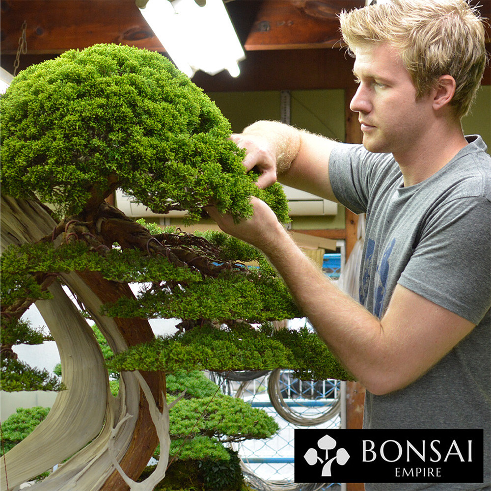 a man holding a bonsai tree