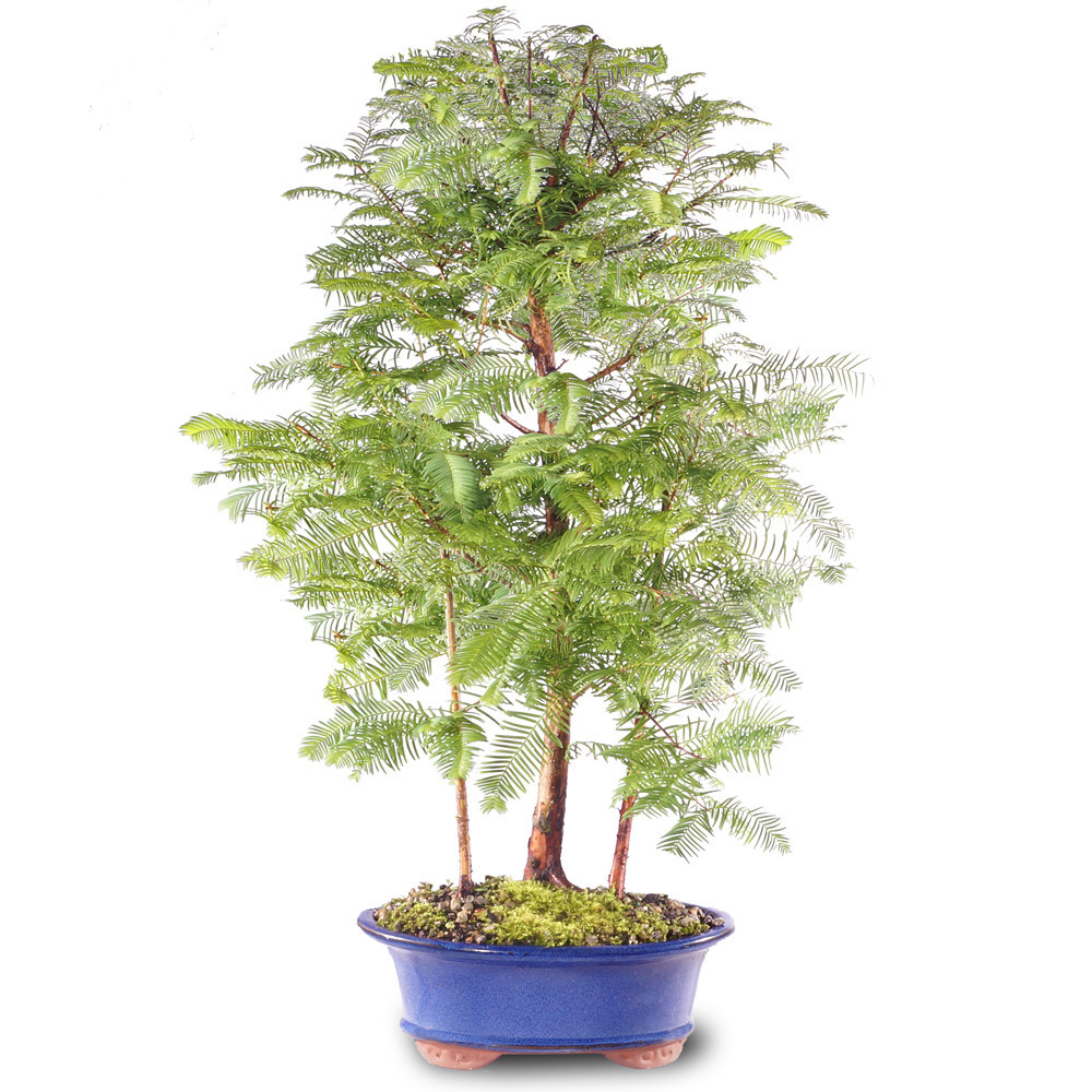 Dawn Redwood Grove - DT0419DRG3 - Brussel's Bonsai