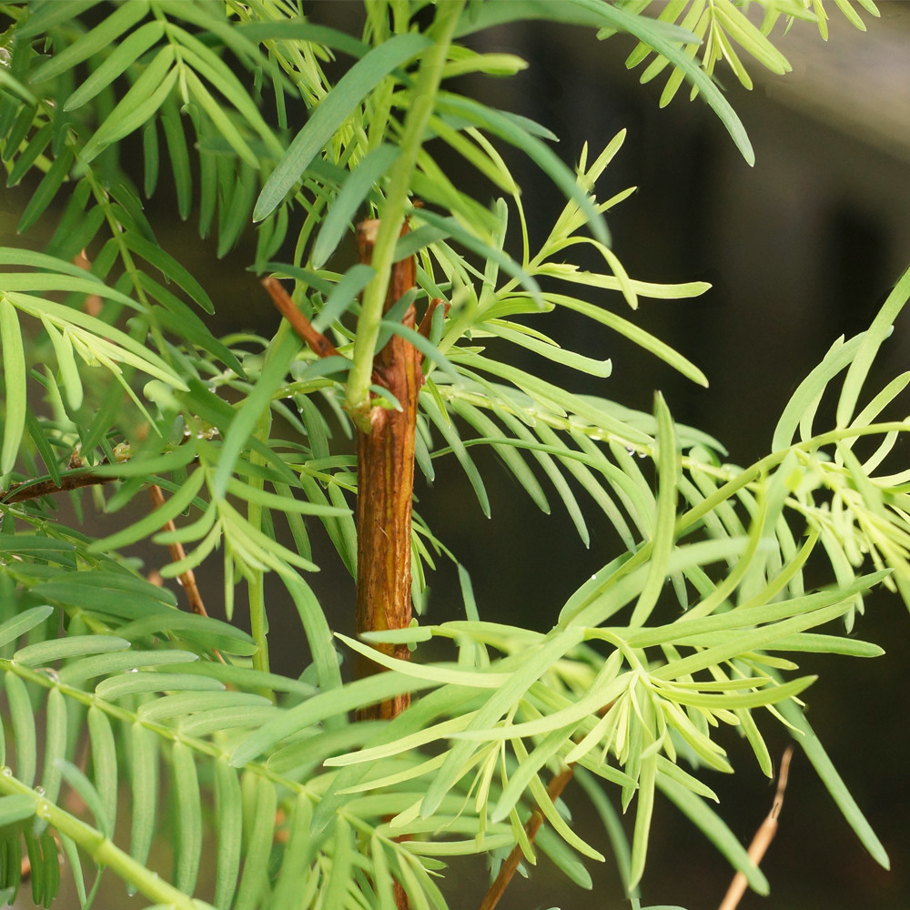 Dawn Redwood Grove - DT0419DRG3 - Brussel's Bonsai