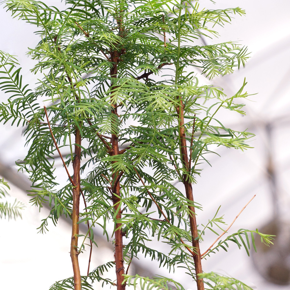 Dawn Redwood Grove - DT0419DRG3 - Brussel's Bonsai