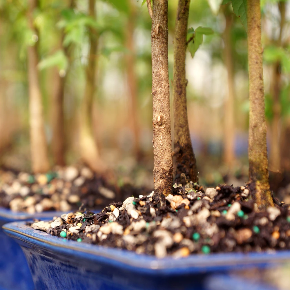 Several blue pots with young trees, lined up in a straight row