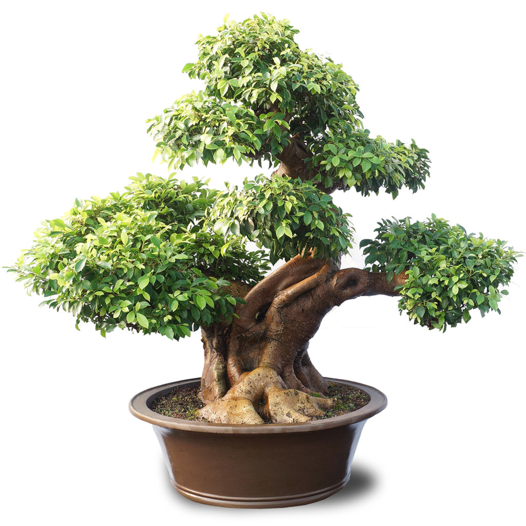 Ficus Retusa - ST2016FR
