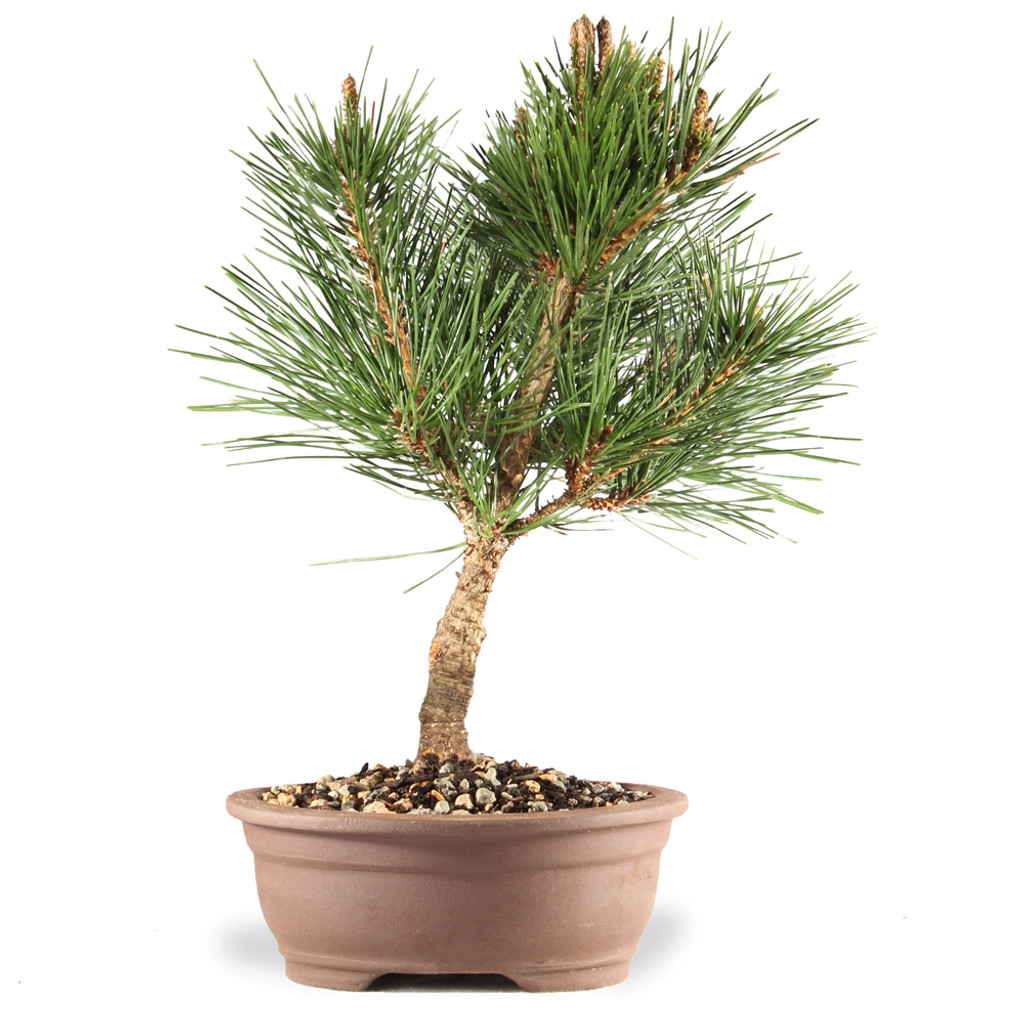 Japanese Black Pine - DT9622JBPN