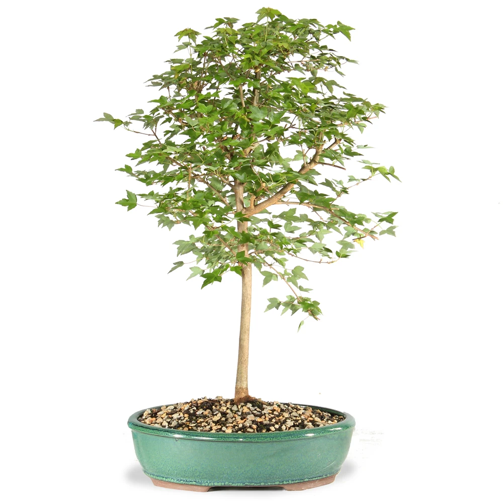 a small tree in a pot