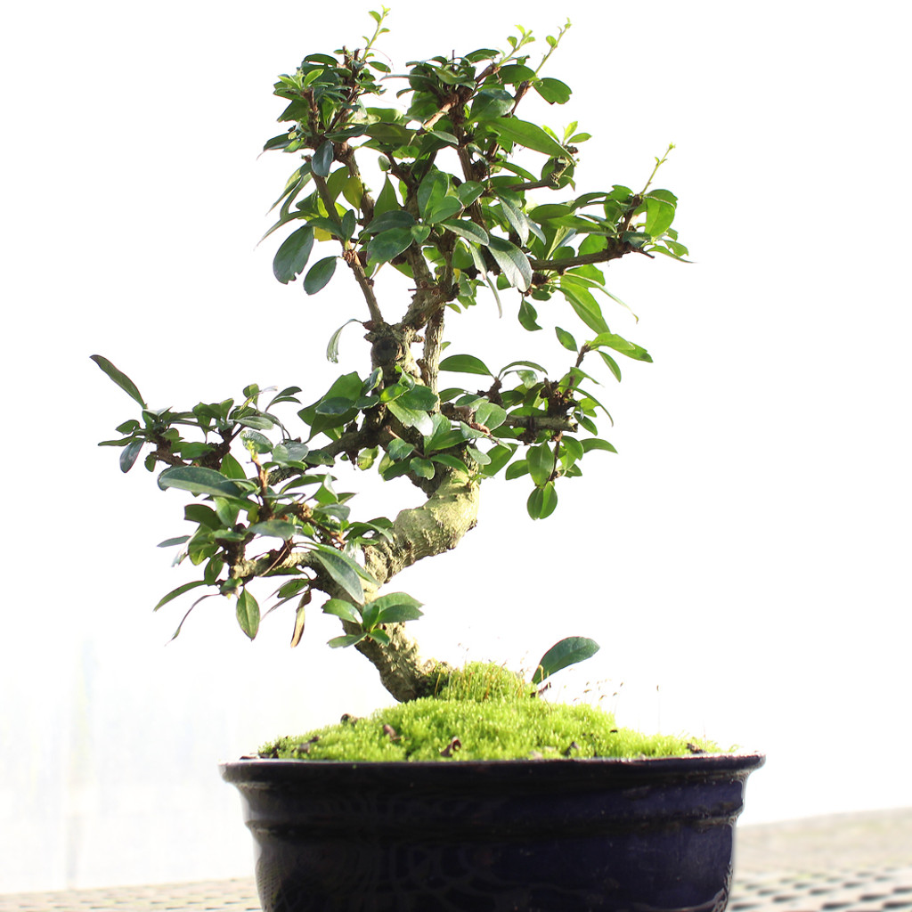 Fukien Tea medium Carmona microphylla in ceramic planter pot