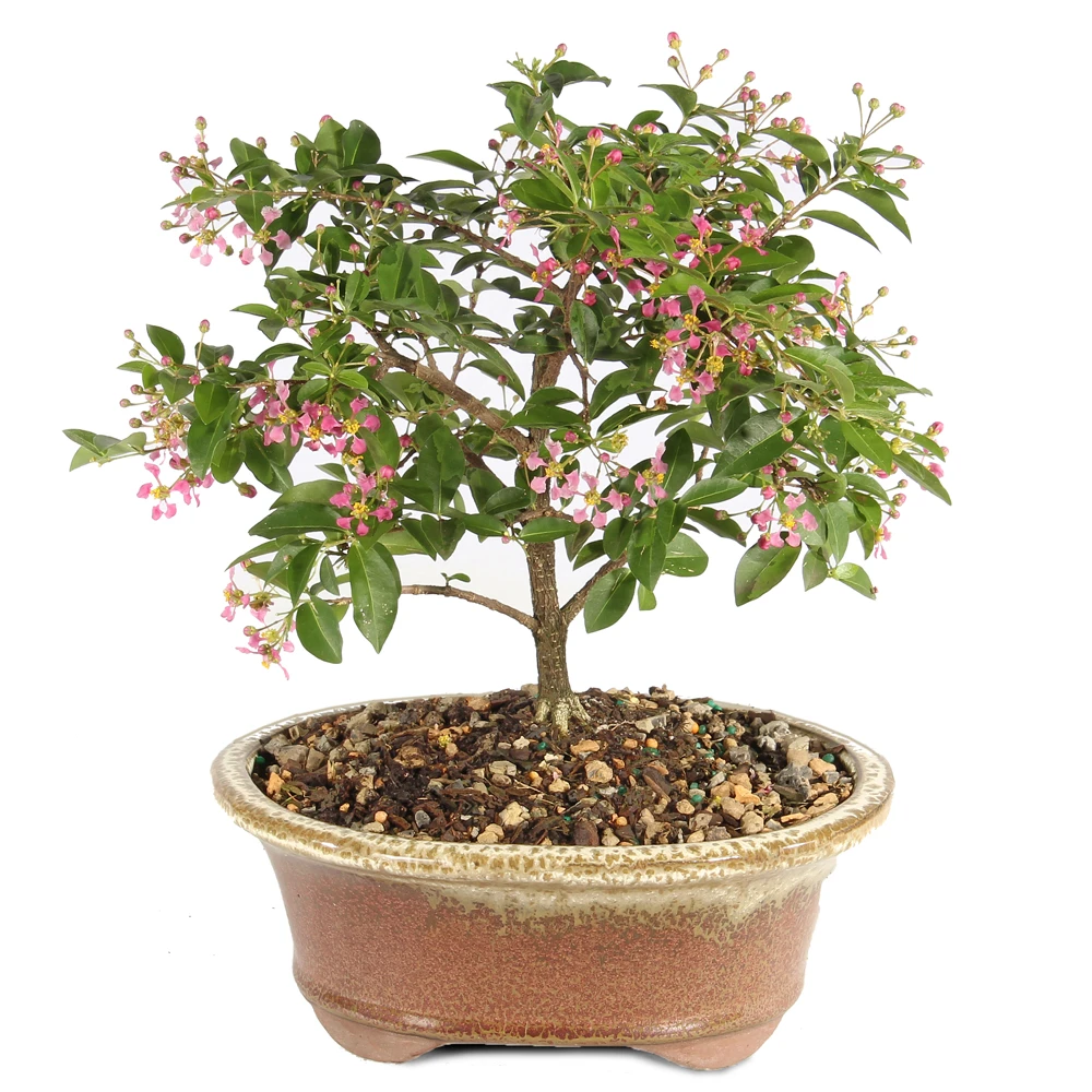Barbados Cherry in a bonsai container 