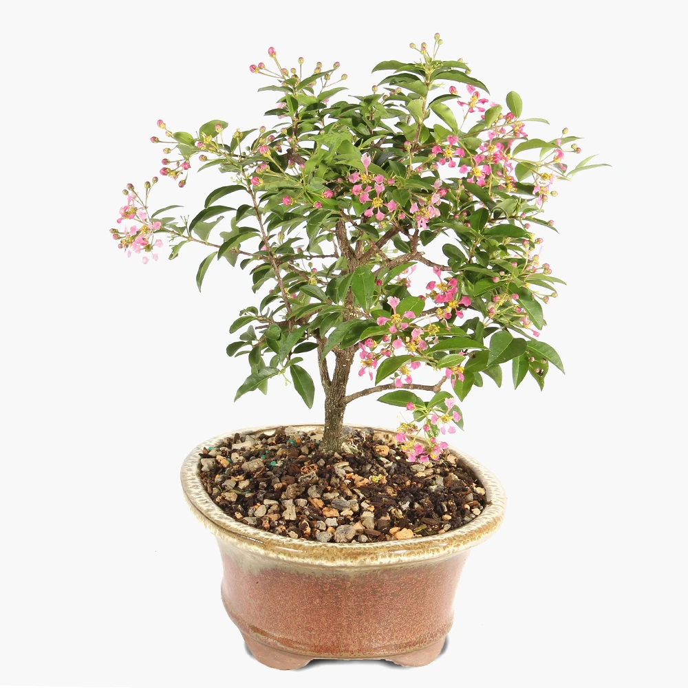 Barbados Cherry left side view 