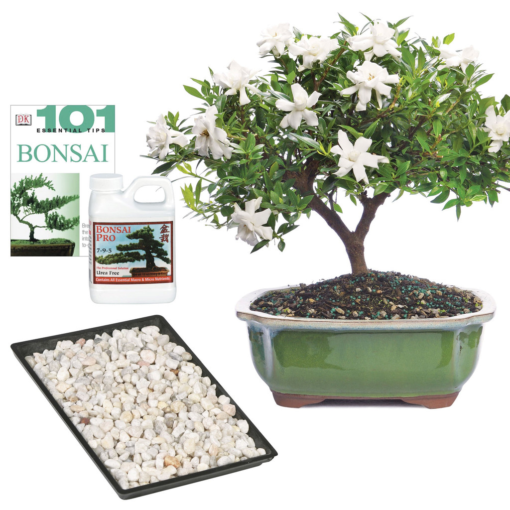 a potted plant with white flowers and a container of fertilizer