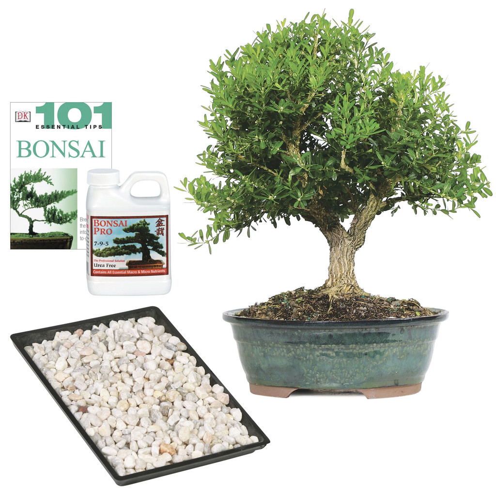 a bonsai tree in a pot with a container of fertilizer