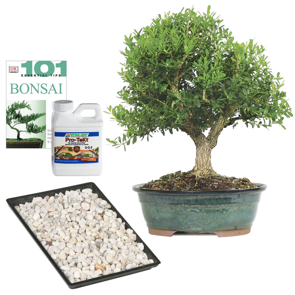 Harland Boxwood Complete Gift- DT3513HBCG