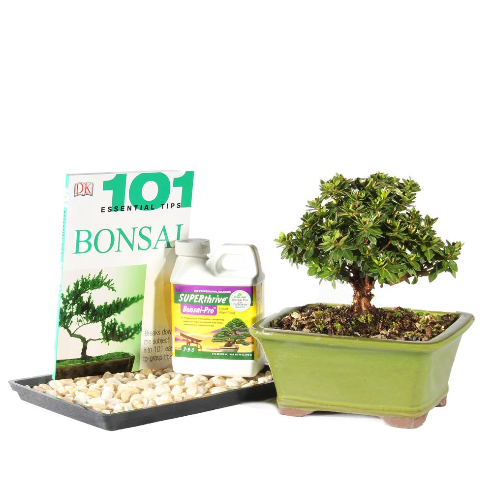 Satsuki Azalea 'Kazan' Complete Gift - DT0516RKACG - Brussel's Bonsai