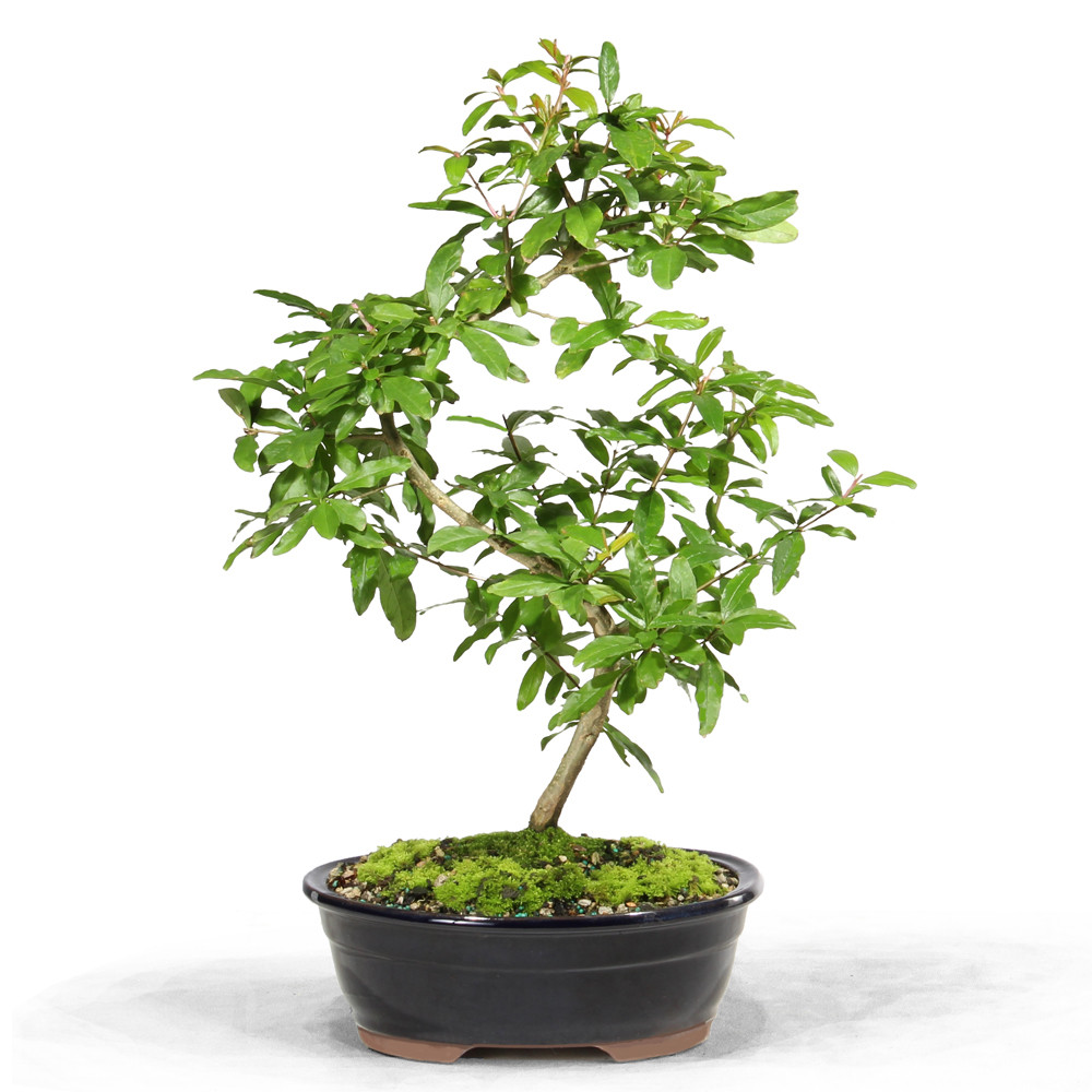 a small tree in a pot