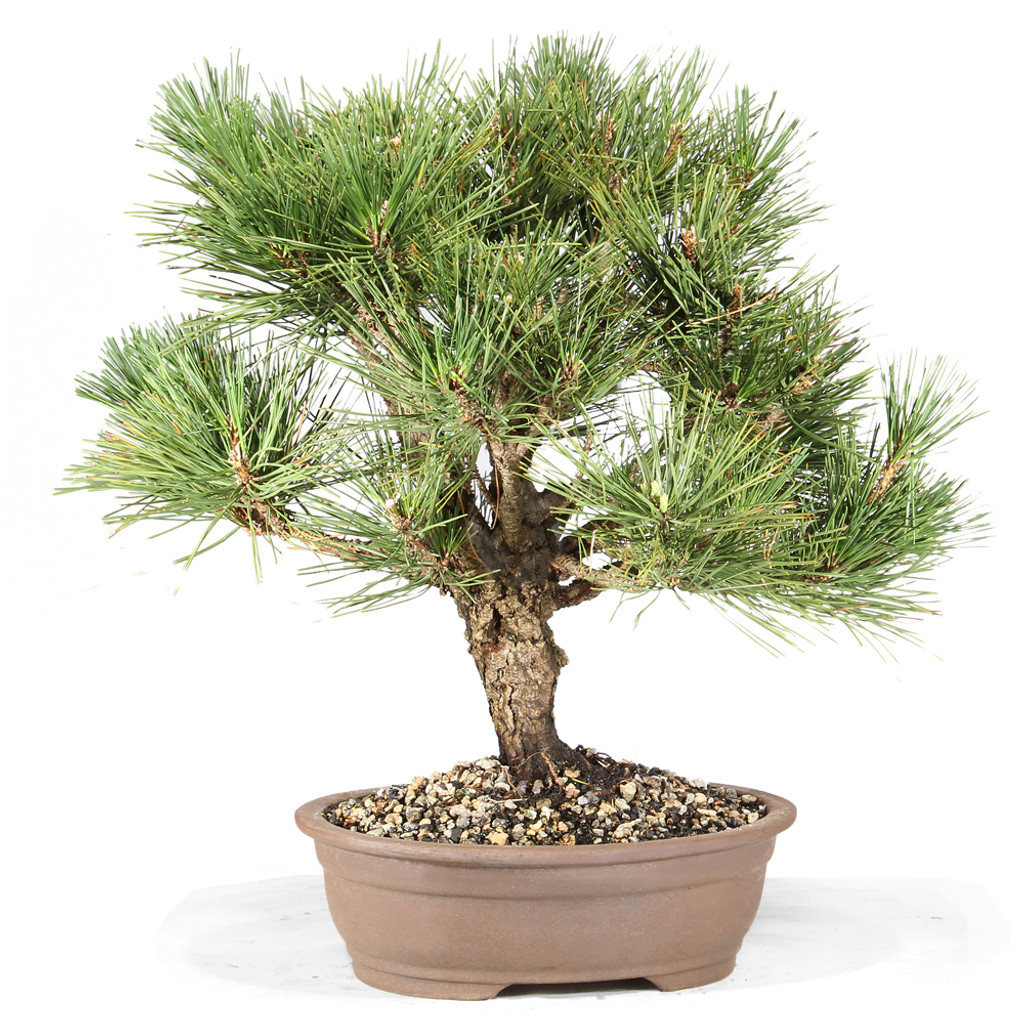 Japanese Black Pine 'Nishiki' - ST5123JBPN-O