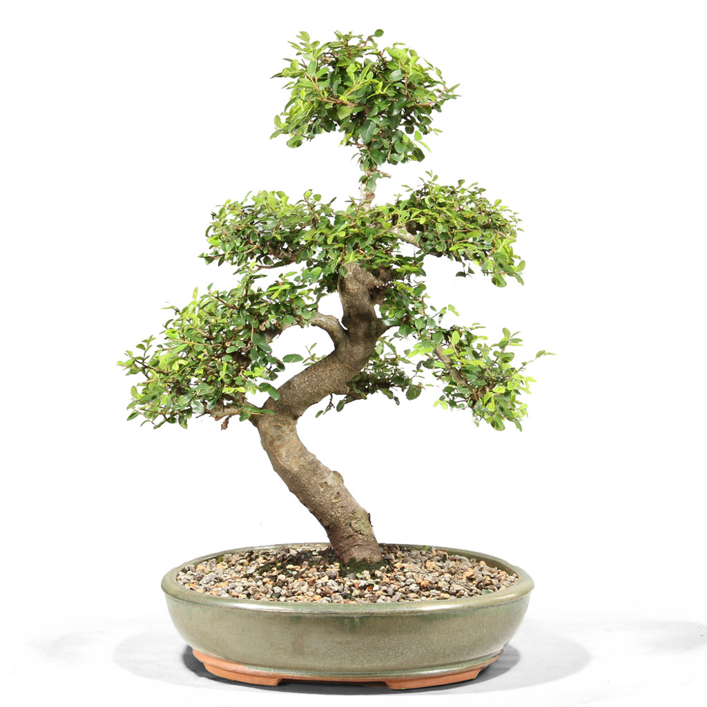 Chinese Elm - ST5923CE-A