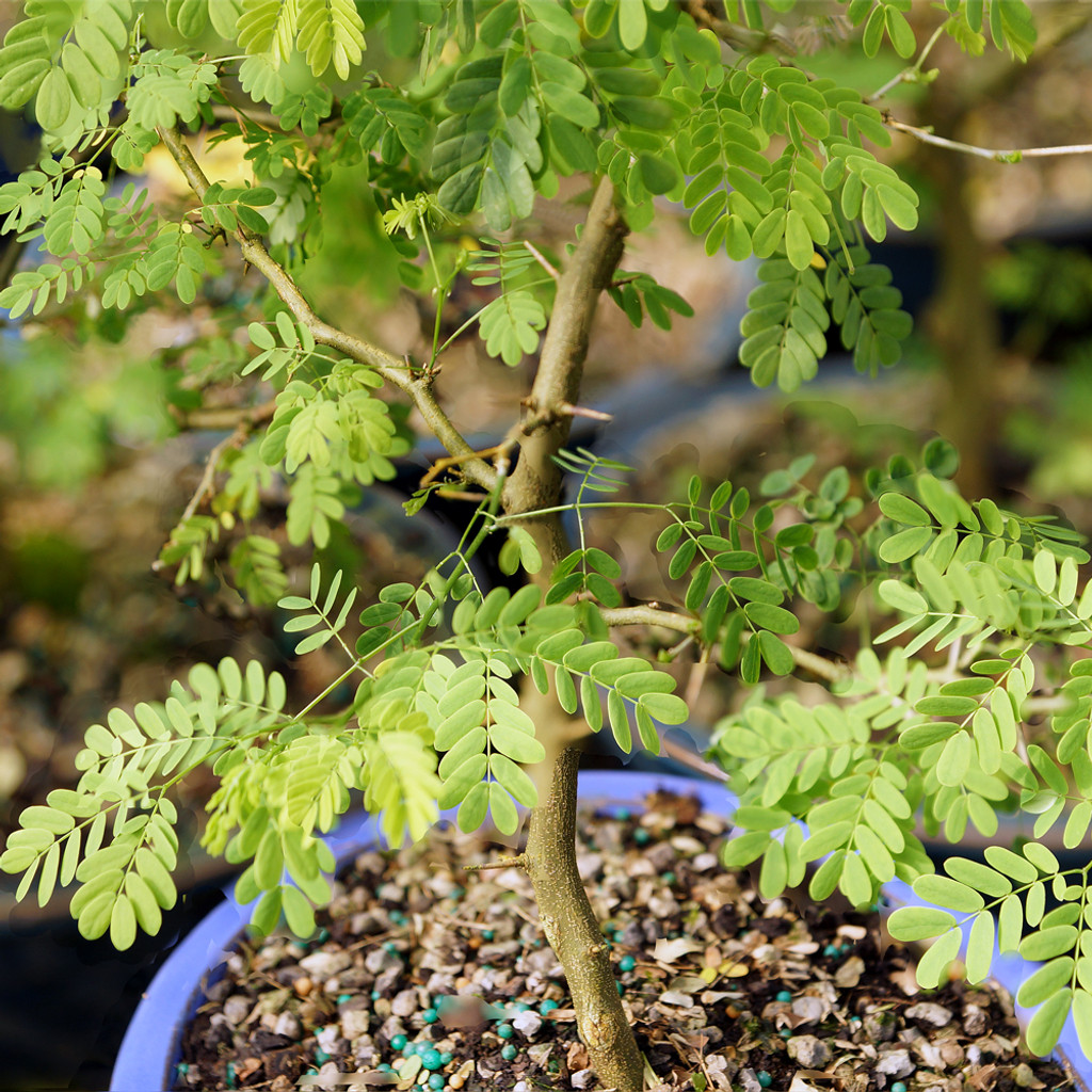 Brazilian Rain Tree medium Pithecellobium tortum