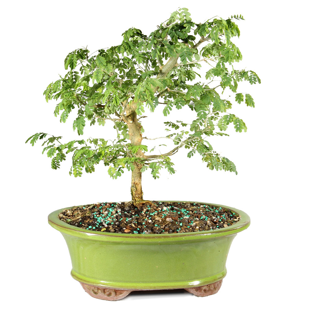 Brazilian Rain Tree medium Pithecellobium tortum Indoor Bonsai