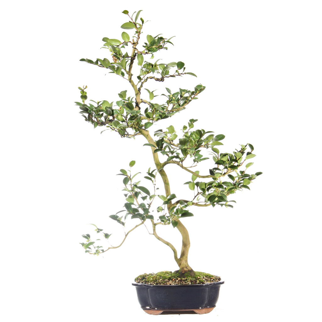 Camellia - ST6923CS-X