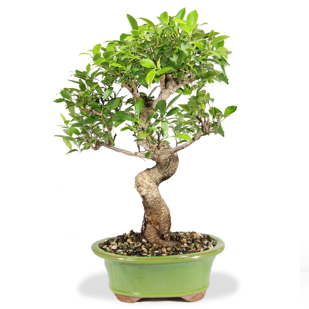 Golden Gate Ficus - ST8423GGF-D