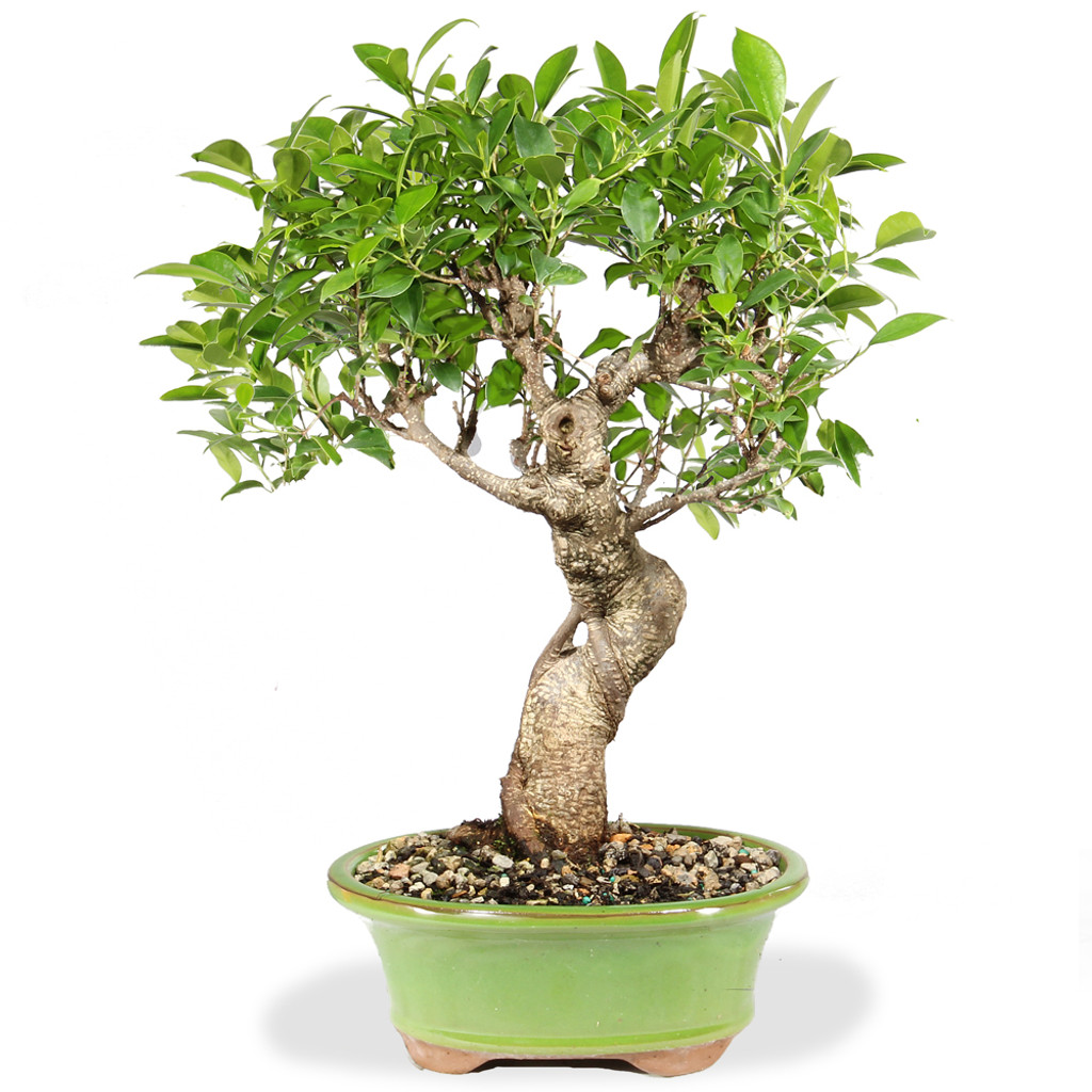 Golden Gate Ficus - ST8423GGF-H