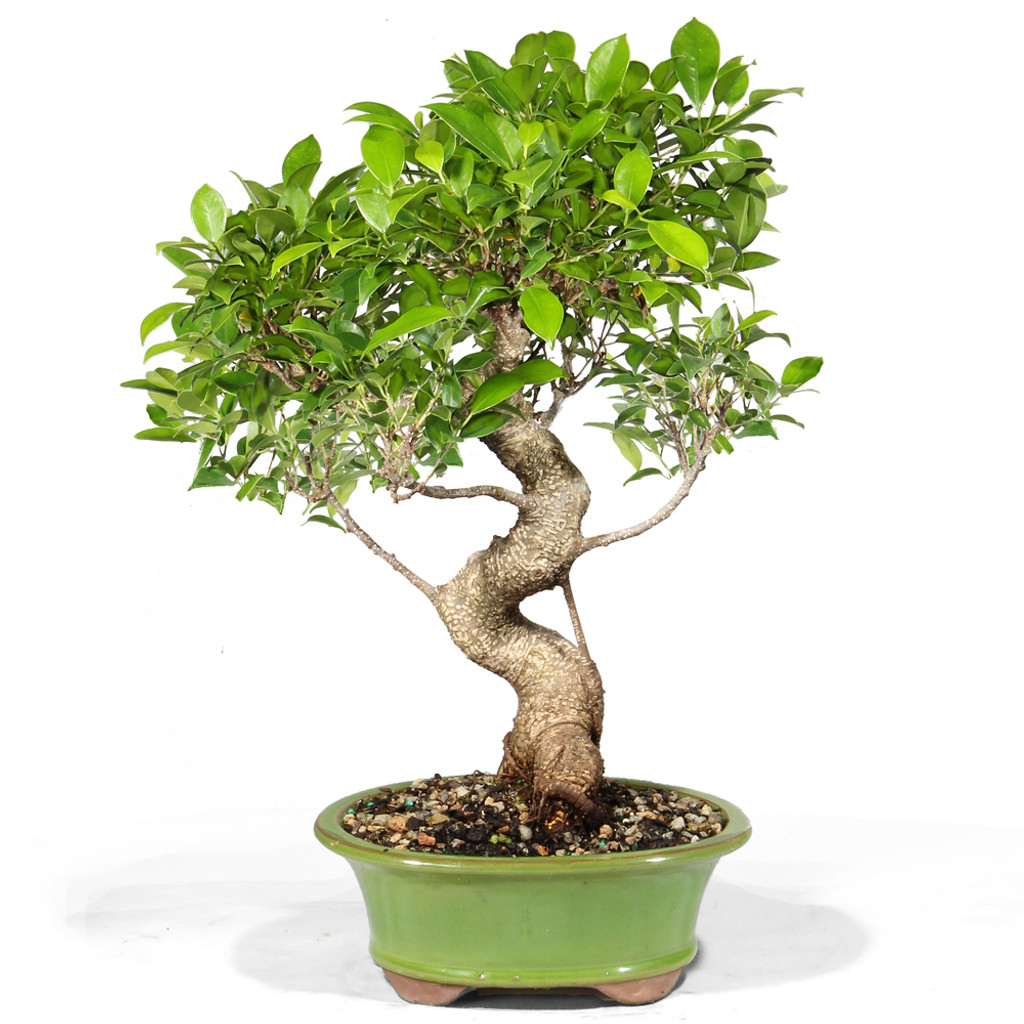 Golden Gate Ficus - ST8523GGF-J