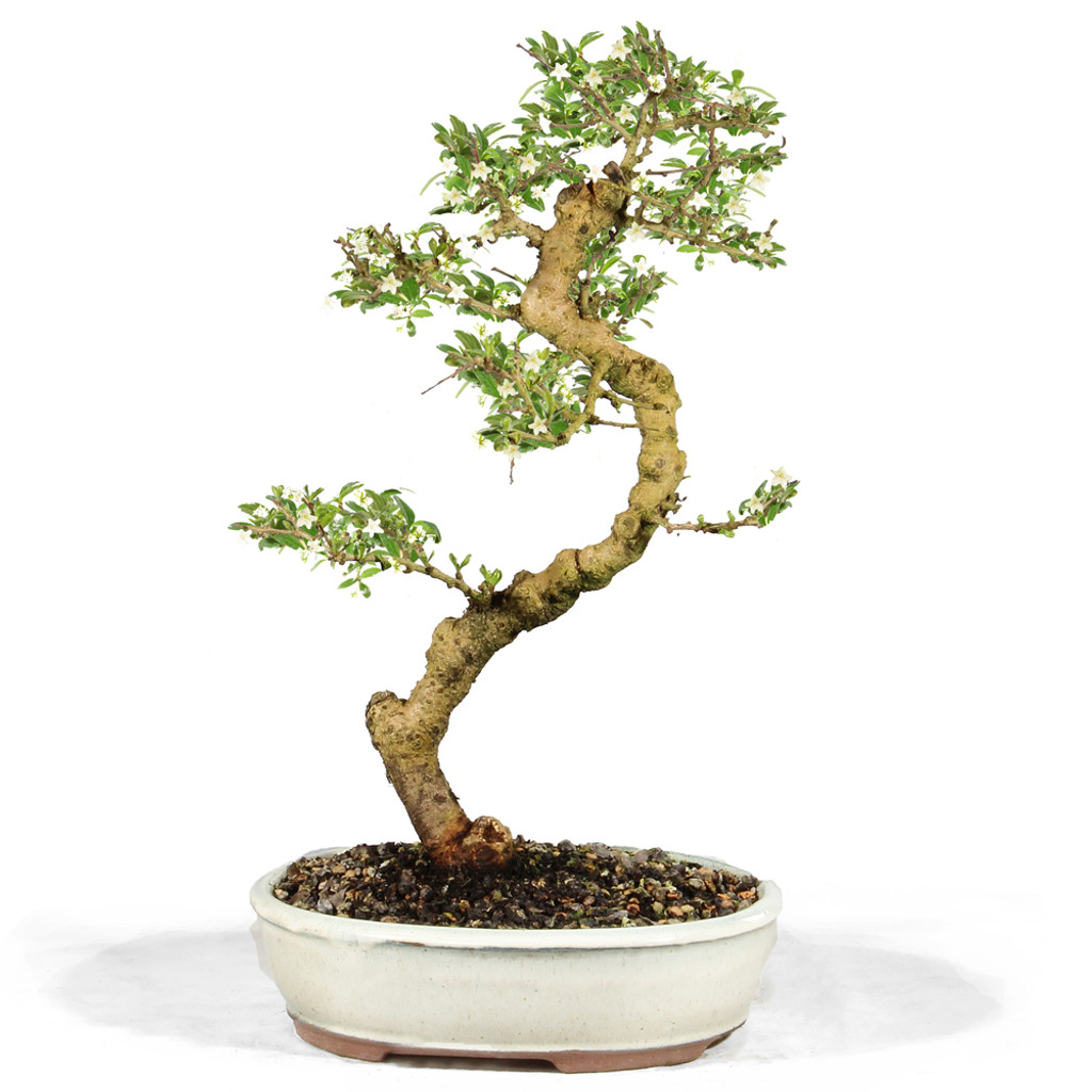 Fukien Tea - ST0224FT-Q