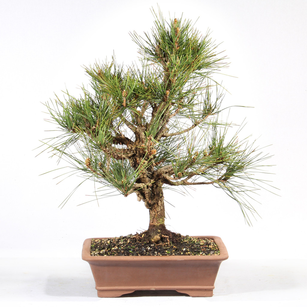 Japanese Black Pine 'Nishiki' - ST0624JBPN-A