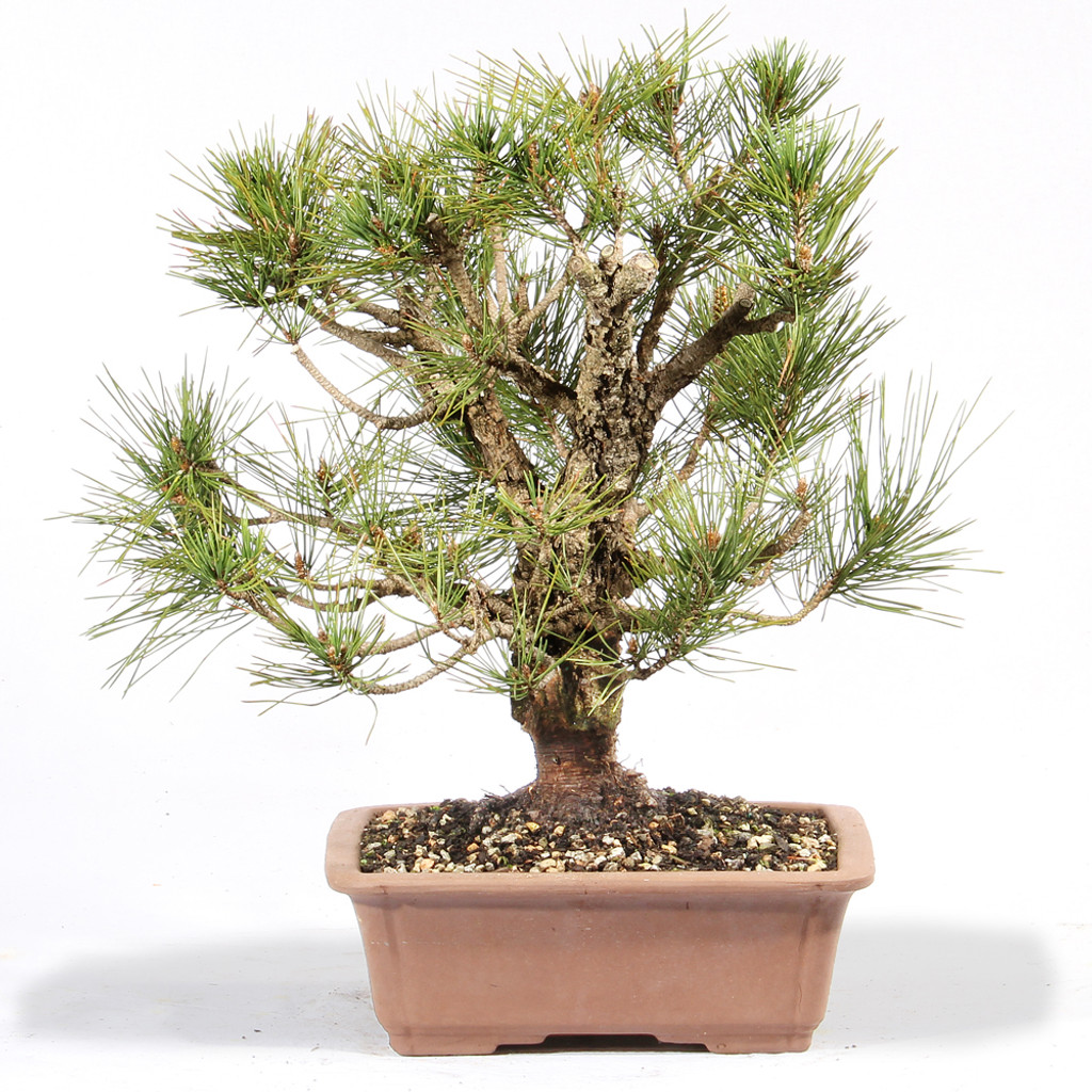 Japanese Black Pine 'Nishiki' - ST0624JBPN-I