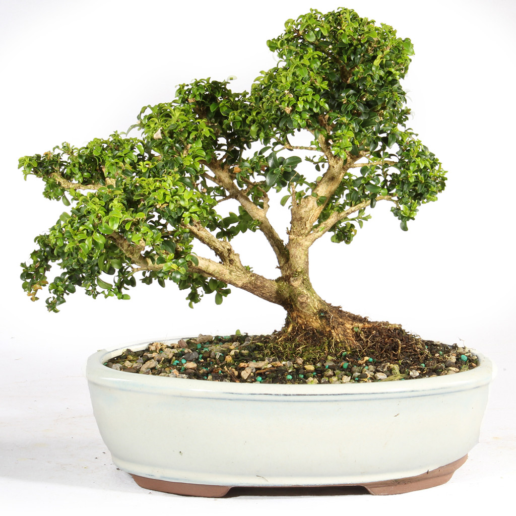 Kingsville Boxwood - ST1024KB-Q