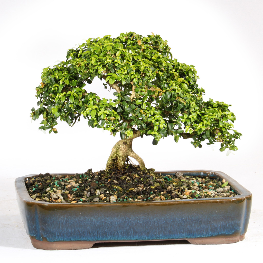 Kingsville Boxwood - ST1024KB-R