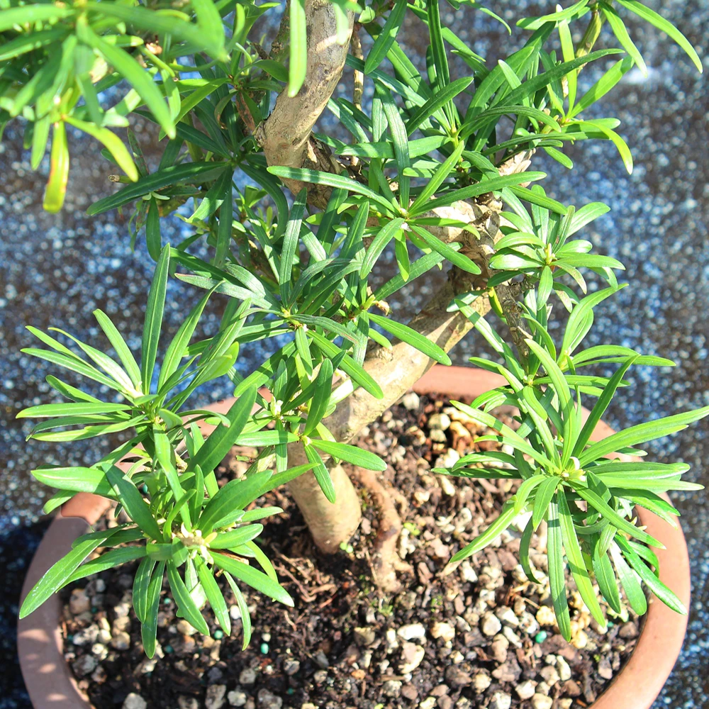 a small plant in a pot