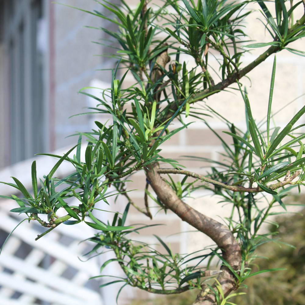 A bonsai tree with lush green leaves beside a white chair in a serene setting