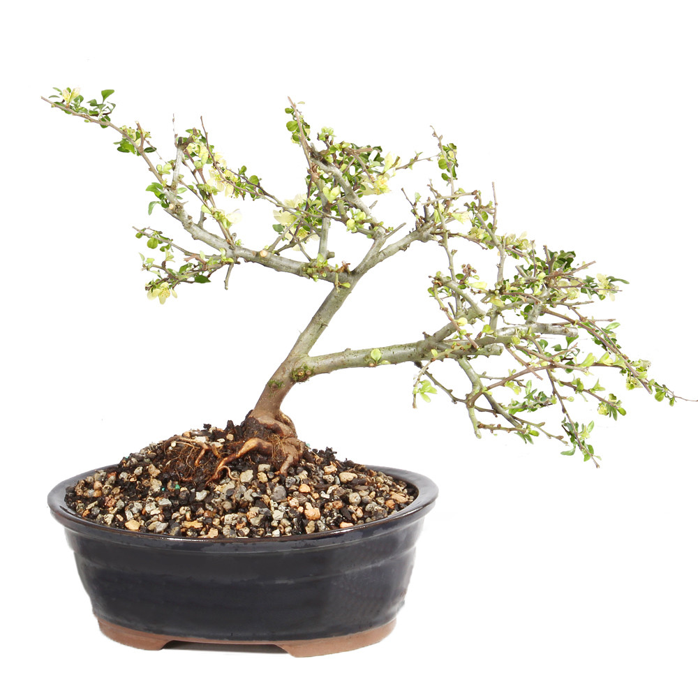 White Chojubai Quince - ST1224WCQ-U - Brussel's Bonsai
