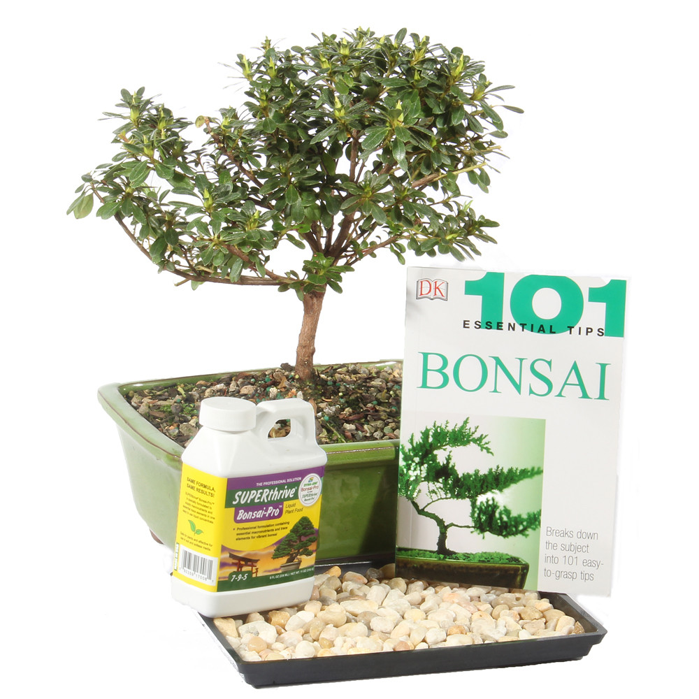 Satsuki Azalea Complete Gift - DT8014AZCG - Brussel's Bonsai