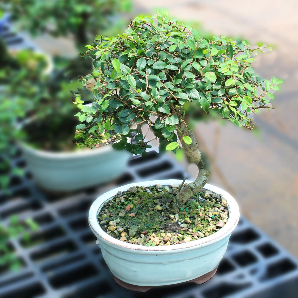 a small tree in a blue pot