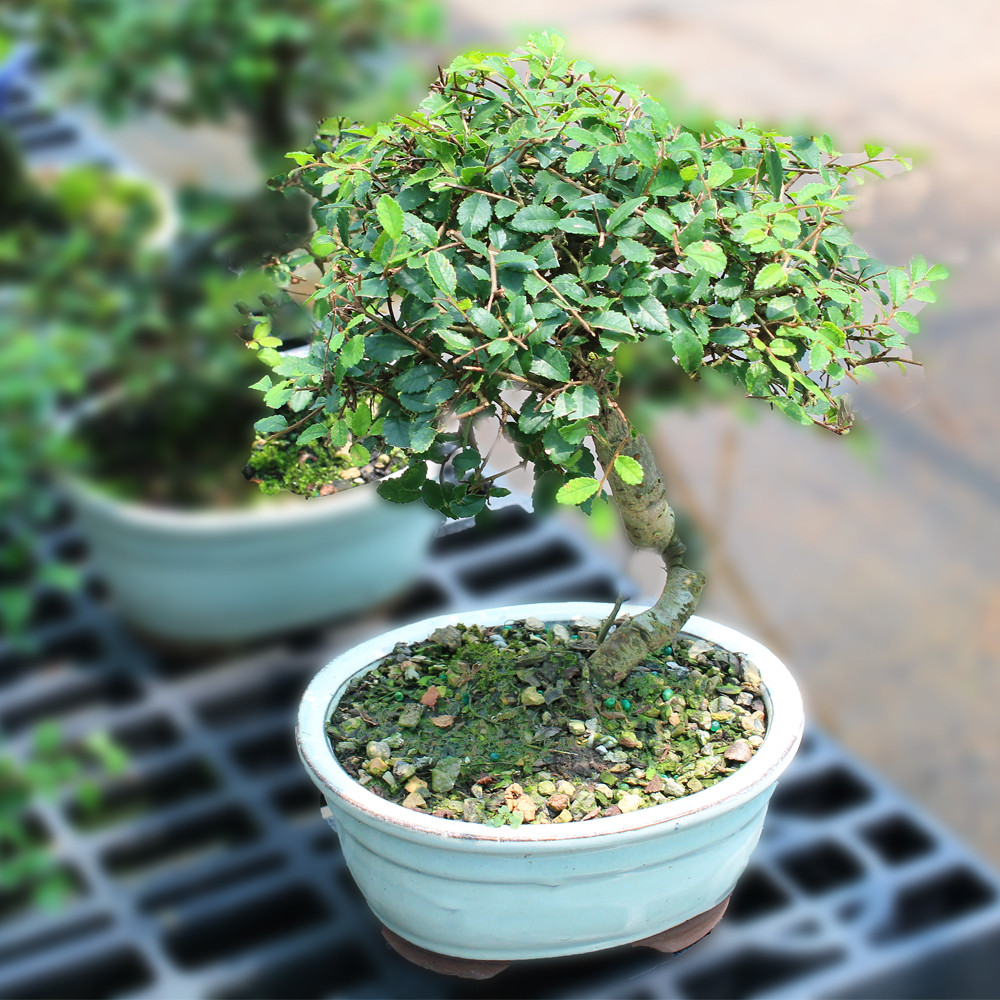 Brussel's Bonsai Chinese Elm Bonsai - Thumbnail 5