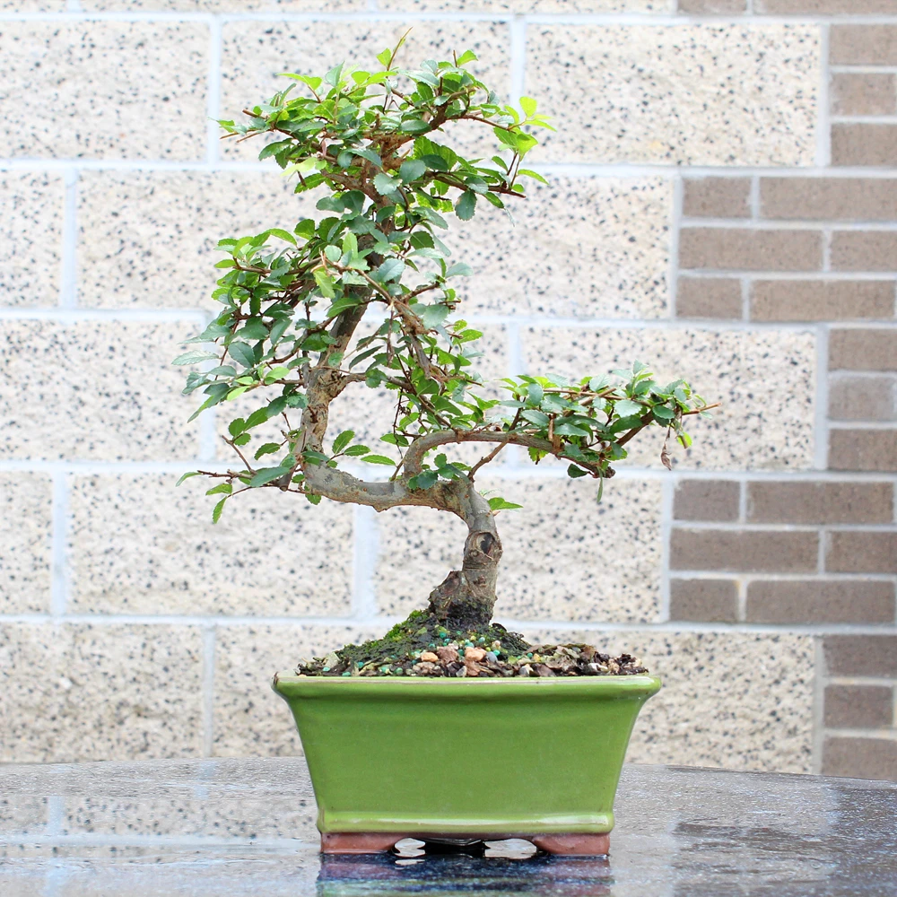 a small tree in a pot