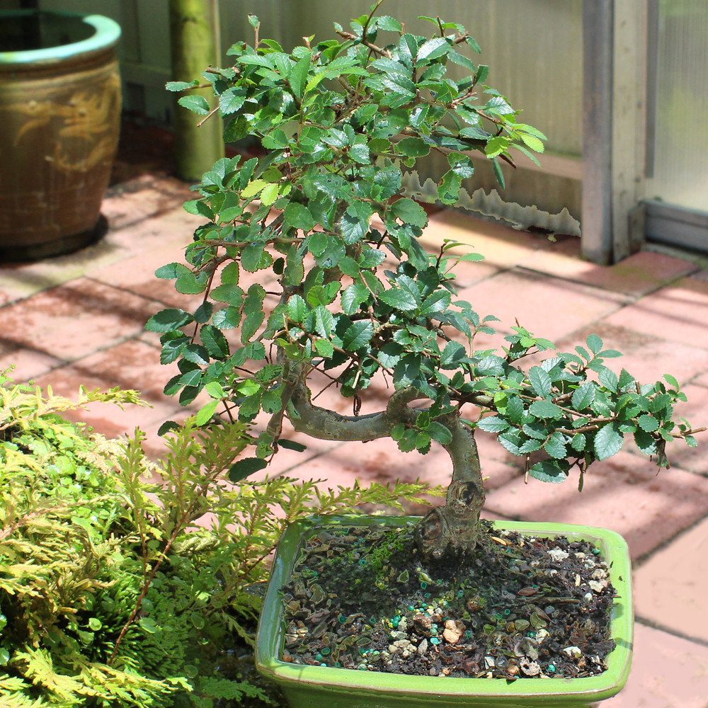Chinese Elm - CT0224CE - Brussel's Bonsai