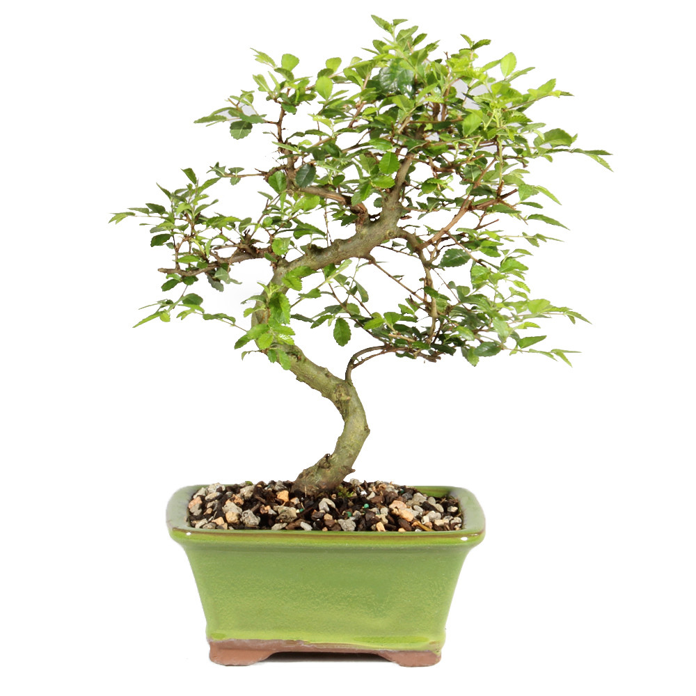 Chinese Elm - CT0224CE - Brussel's Bonsai