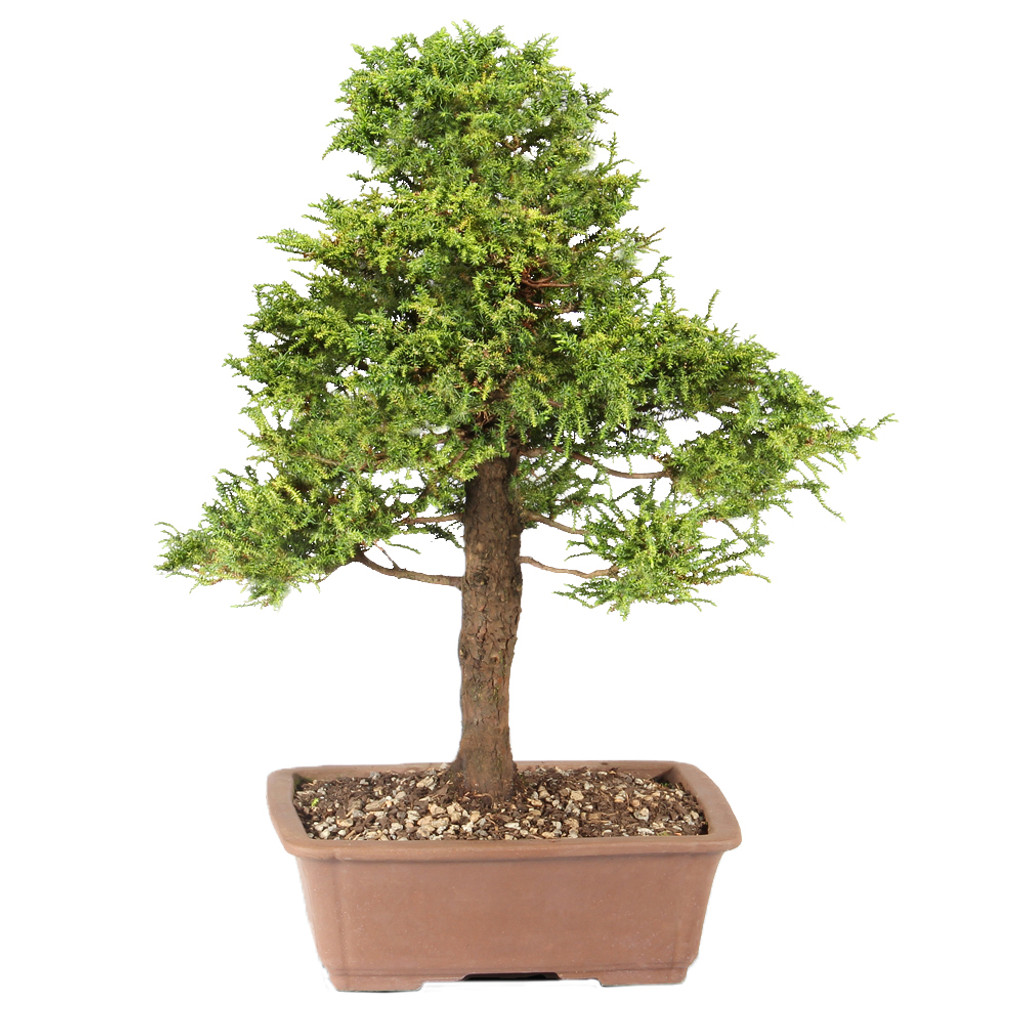 Cryptomeria - ST3424CJT-T