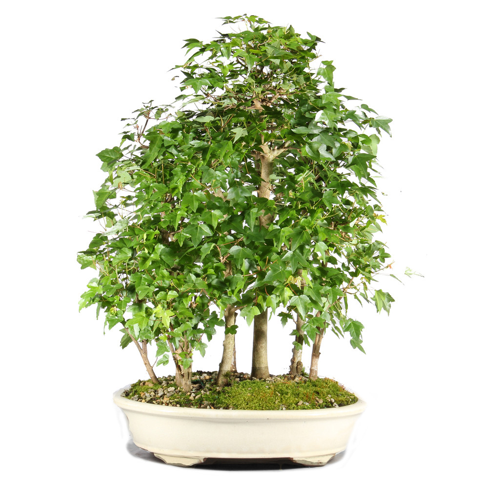 a potted plant with many trees