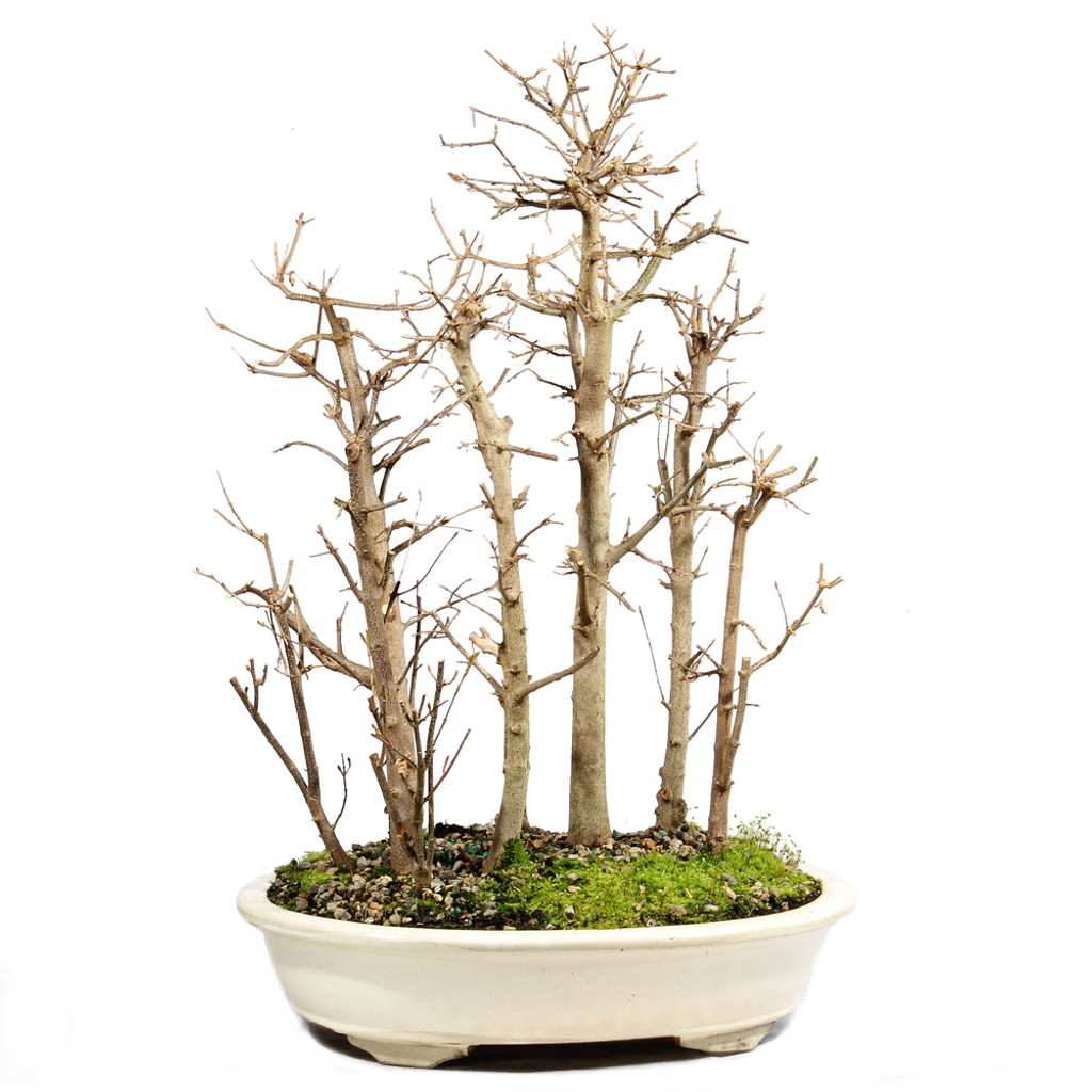 Trident Maple - ST2523TMG-A