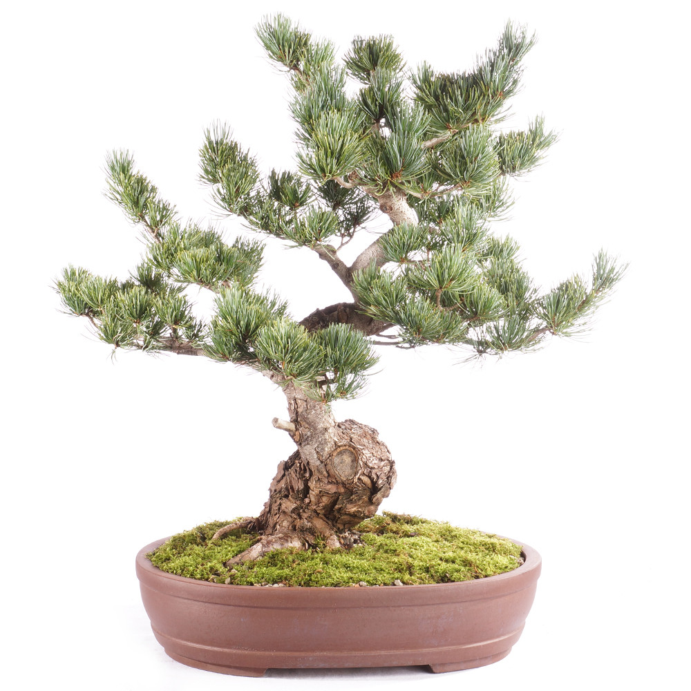 a small tree in a pot