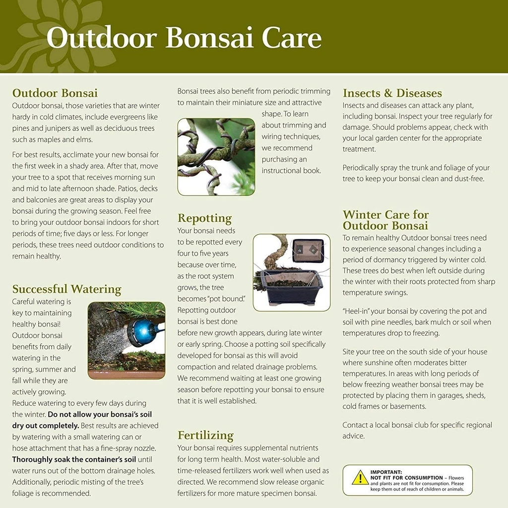 a close-up of a bonsai care