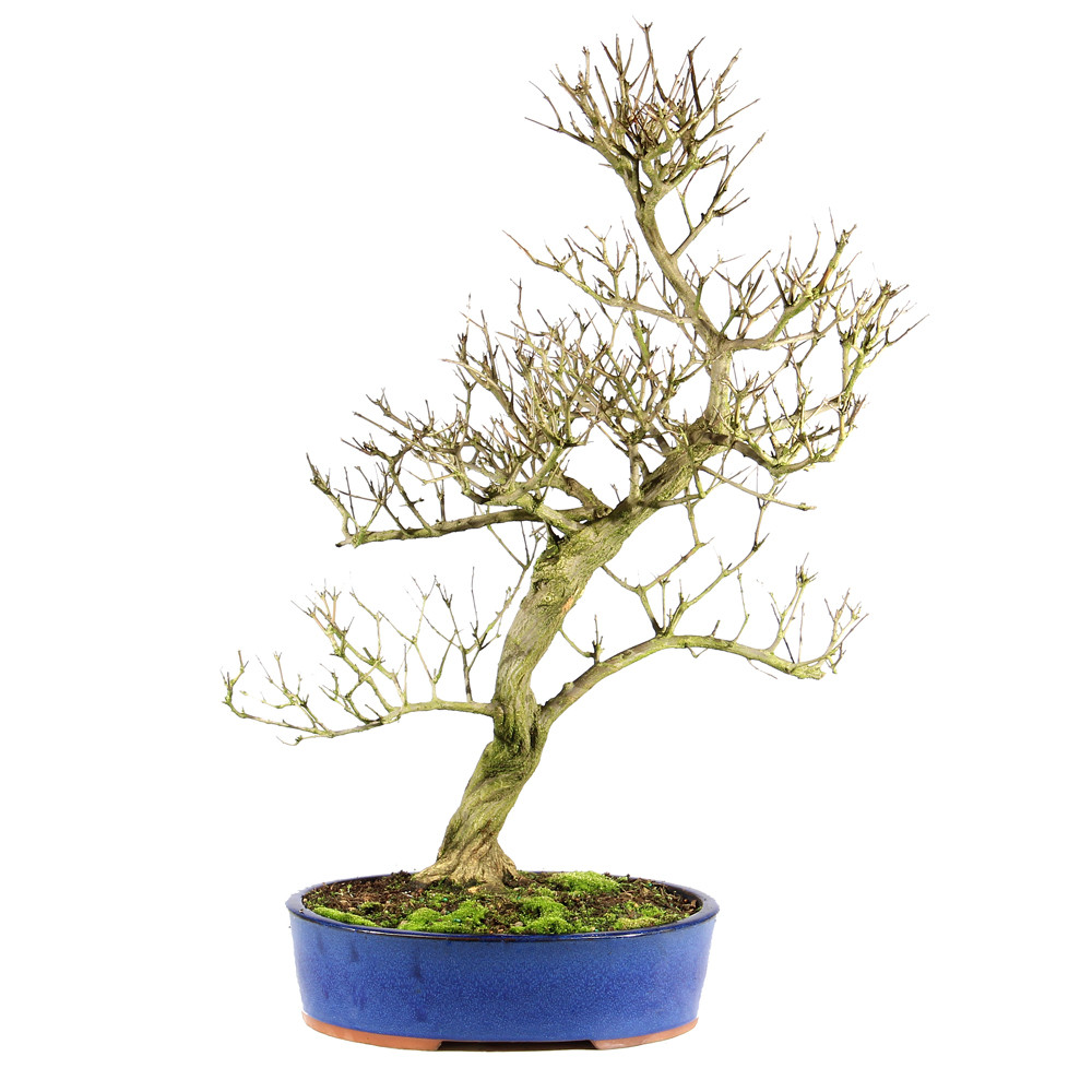 Pomegranate - ST2422PG-L