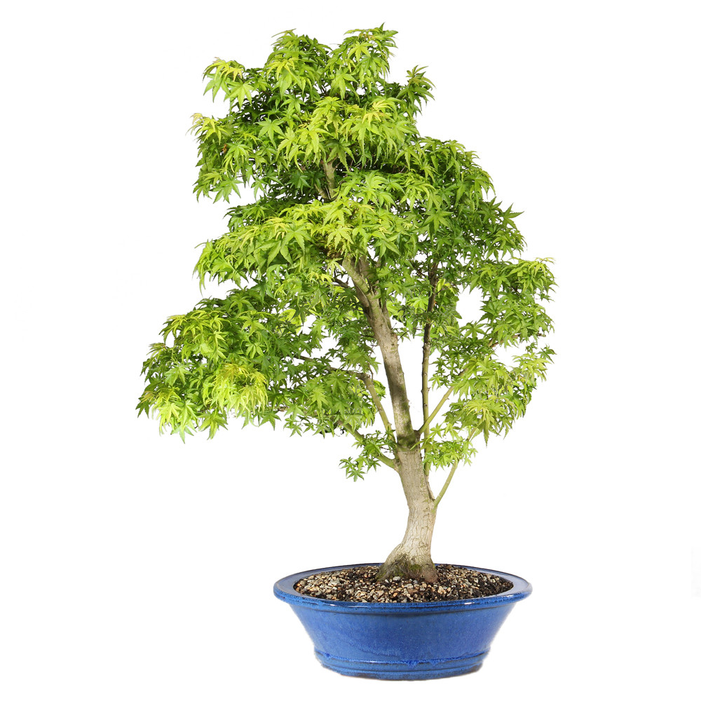 Japanese Maple Sharp's Pygmy - ST3023JMSP-B - Brussel's Bonsai